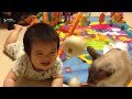 Funny Cats And Dogs And Fısh Playing With Babies Compilation 2015 - 720p