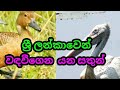 Amazing Animals You Can See in Sri Lanka /වඳවීගෙන යන ශ්‍රී ලාංකාවේ වන සතුන් / srilankan wild life