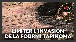 Invasion De Fourmis Comment Ralentir La Prolifération De La Tapinoma Magnum