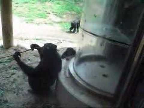多摩動物公園・チンパン3