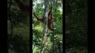 Mother & Baby Traversing Trees.