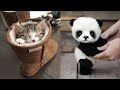 Cute baby animals Videos Compilation cute moment of the animals - Cutest Animals #4