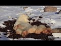 TubeChop - Laziest Polar Bear Ever! [HD] (00:24)