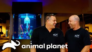 A Super Strength Workout Tank Tanked Animal Planet
