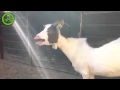 Funniest goat ever