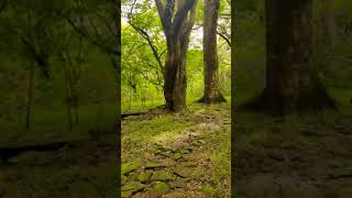 Jungle Walk #Jungle #Travel #Forest #Nature #Naturephotography #Valparai