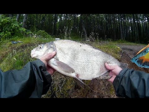 все о ловле леща фидером на реке видео все о ловле леща фидером на реке видео