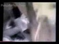Warning Very Graphic Most Vicious Animal Att images Warning Very Graphic Most Vicious Animal Att
