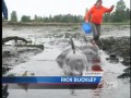 Beached Dolphins Rescued