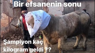 Efsane Şarole Boğamızı Kestirdik Kaç Kilogram Geldi ???? Kırşehir Kesim Fiyatlar