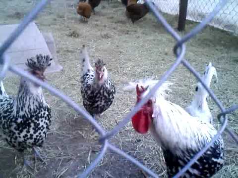 rare hens