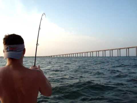 Shark attacks tarpon by Skyway. bull shark eating. Shark attacks tarpon by Skyway.