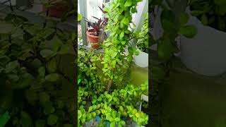 Vastu Tips For Jade Plant