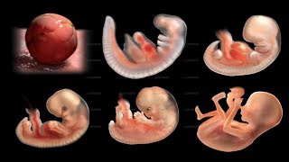 ► Le miracle de la vie (simulation 3D d'une grossesse)