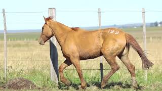 LOTE 199 - CAVALO CRIOULO (POTRAS) - LEILÃO SÃO BIBIANO 2021