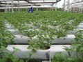 AGROVIDA CULTIVOS HIDROPÔNICOS