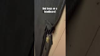 Where Do Bed Bugs Hide? Check Behind The Headboard First
