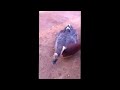 مقاطع رحال سكس على الهوامباشر