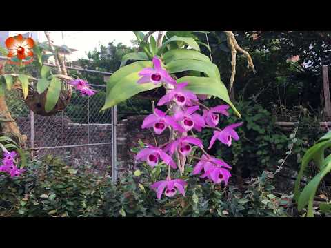 Xuyen Chi - Dendrobium parishii - Một số giò lan trầm ĐỘC ĐÁO ở vườn XC (P1)