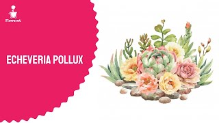 Beautiful Pollux Best Ever Biggest Succulents Online