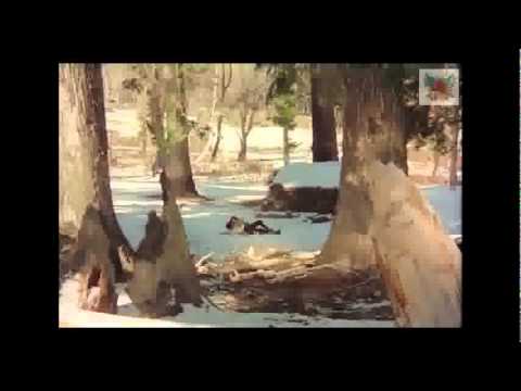 Dekha Ek Khwaab remix by DJ NeDo