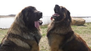 Lauren's Crazy Pet Show Episode One - TV Show