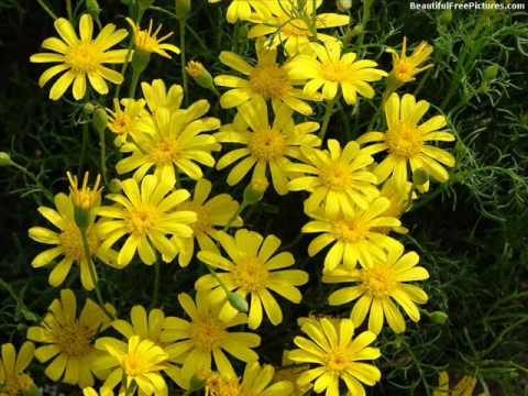 Ibra Khalid singing Man saat samundar dol gaya..wmv