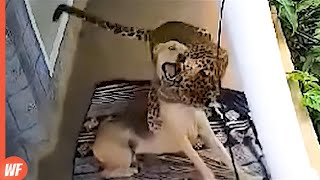 When The Most Vicious Predators Attack Dogs