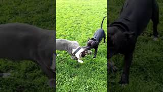 Amstaff Fight