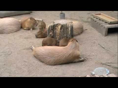 耳を噛んだり乗っかったり。遊びたくてたまらない仔カピ（１） [Capybara]