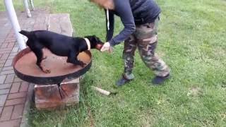 German Hunting Terrier - Crazy Terrier