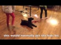 Aggressive dog rehab, no more jumping or biting Solid K9 Training