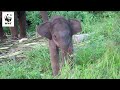 Baby elephant learns to use her trunk