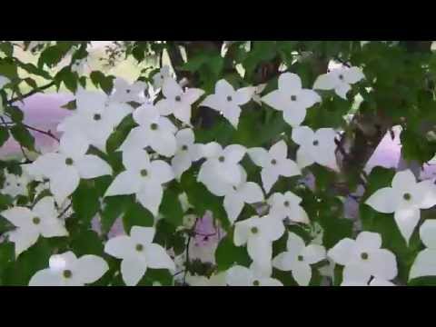 御勅使南公園のヤマボウシ ヤマボウシ 検索動画10 御勅使南公園のヤマボウシ ヤマボウシ 検索動画 10
