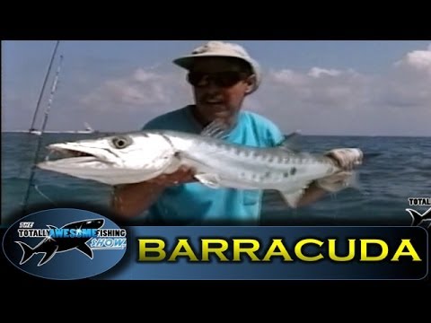 Barracuda fishing - Totally Awesome Fishing Barracuda fishing - Totally Awesome Fishing klip izle