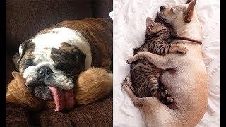 Very Funny Dogs & Cats Vine Compilation 2019 | Funny Dog Cat Videos