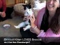 Broccoli Kitten LOVES Broccoli! Broccoli Kitten LOVES Broccoli!