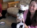 Broccoli Kitten LOVES Broccoli! Broccoli Kitten LOVES Broccoli!