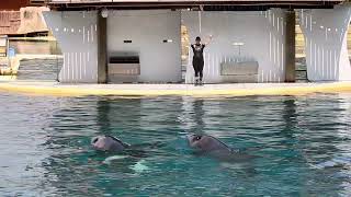 Wikie, Moana, Keijo Belly Presentation