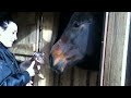 Cute Tiny Little Puppy Meets Huge Horse for the first time