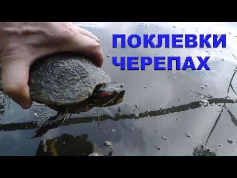 рыбалка на червя на поплавочную рыбалка на червя на поплавочную
