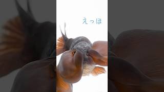 ダンシングほっぺえっほえっほえっほえっほ　　　　　　