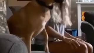 Köpeğin Muhteşem Sevinci