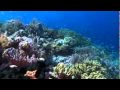 SchoenerTauchen: Wakatobi Dive Resort Unterwasser Impressionen