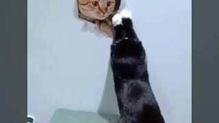 Troll mấy anh mèo và cái kết 😊 | FUNNY ANIMALS |