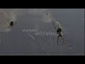 Spiders - Golden Gossamer Web