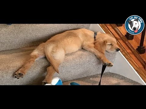 Best Of Cute Golden Retriever Puppies Compilation - Funny Dogs 2018