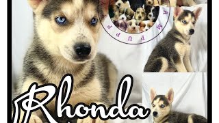 Husky German Shepherd Mix Puppies
