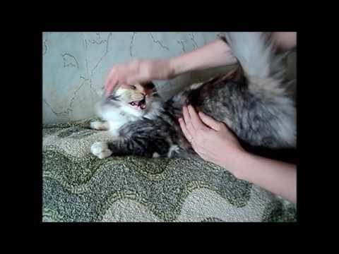 Отдам в дар котят мейн - кун в Отдам в дар котят мейн - кун в