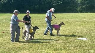 Thai Ridgeback Yunga Racing A Greyhound - Lure Coursing At Ukc Premier Nationals